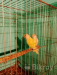 Lovebird